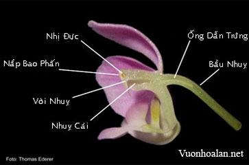 Giới thiệu về hoa lan