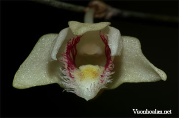 Dendrobium escritorii