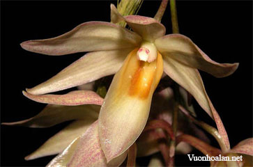 Dendrobium cymboglossum