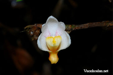 Dendrobium cymbulipes