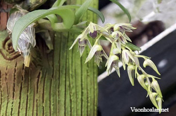 Dendrobium eserre