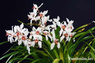 Bạc lan - Cymbidium erythroslylum