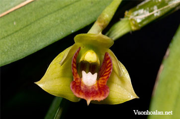 Dendrobium euryanthum