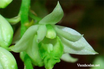 Dendrobium darjeelingensis