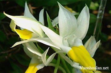 Lan mỏ vịt - Pecteilis sagarikii