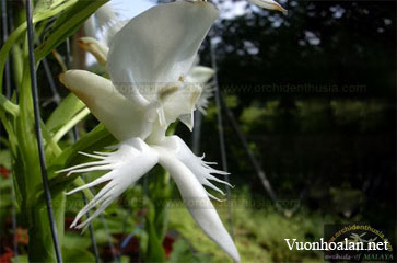 Bạch Phượng - Pecteilis cochinchinensis