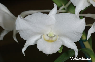 Dendrobium dearei