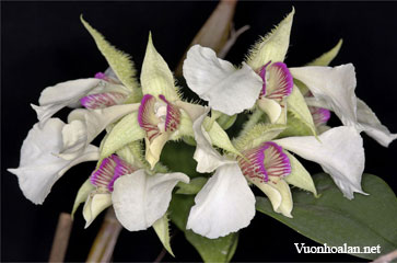 Dendrobium eximium