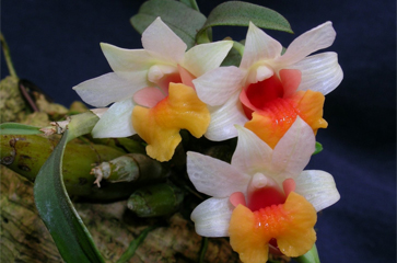 Cách trồng và chăm sócLan bạch hỏa hoàng – dendrobium bellatulum