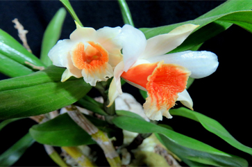 Cách trồng và chăm sóc lan nhất điểm hoàng - dendrobium cariniferum