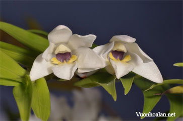 Dendrobium clausum