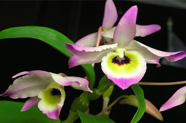 Cách trồng và chăm sóc lan Chuỗi ngọc Điện Biên - Dendrobium findlayanum