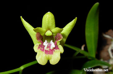 Dendrobium closterium