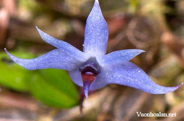 Dendrobium delicatulum