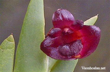 Dendrobium deliense