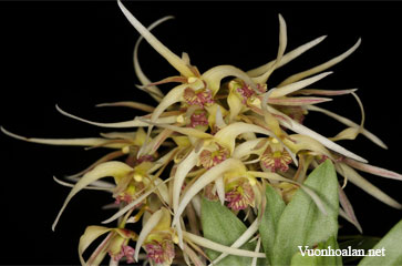 Dendrobium denudans