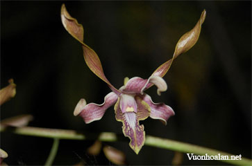 Dendrobium devosianum