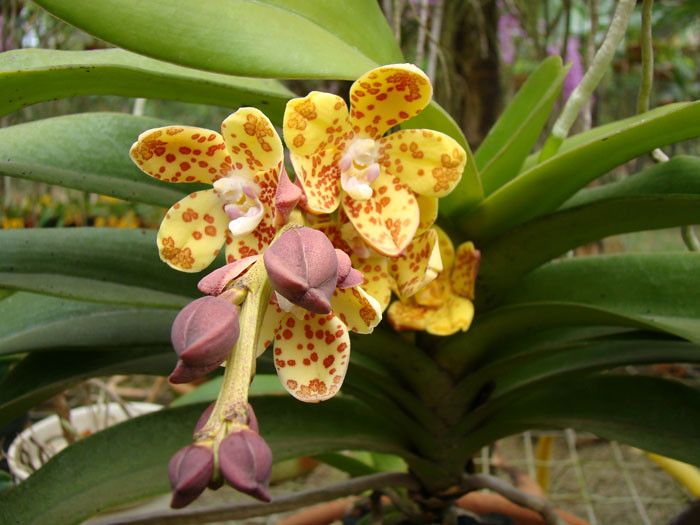 Vandopsis gigantea - Huệ đồng