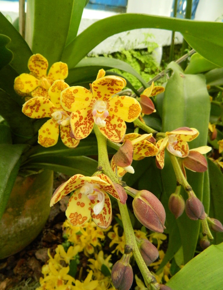 Đại lan huệ đồng Vandopsis Gigantea