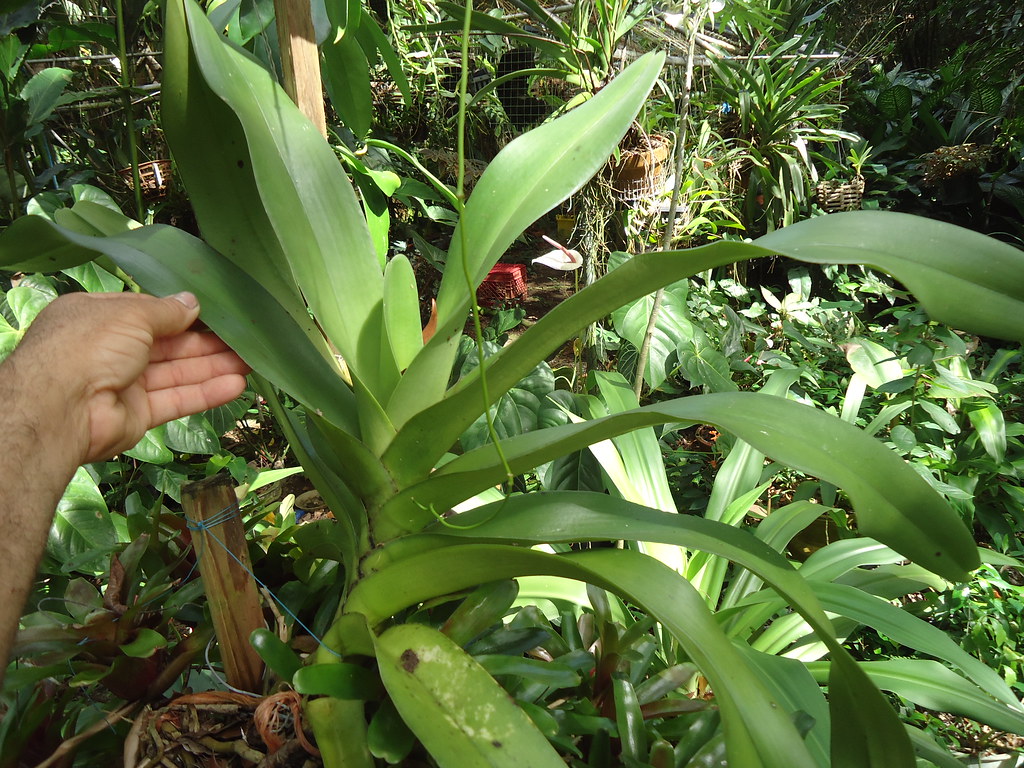 Đại lan huệ đồng Vandopsis Gigantea