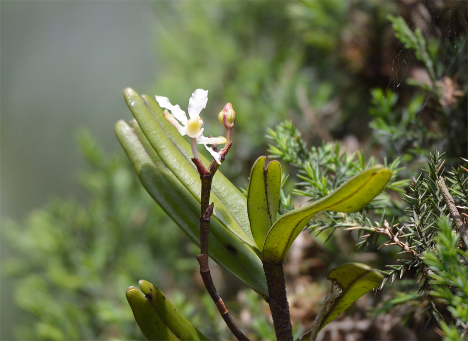 Vandopsis undulata