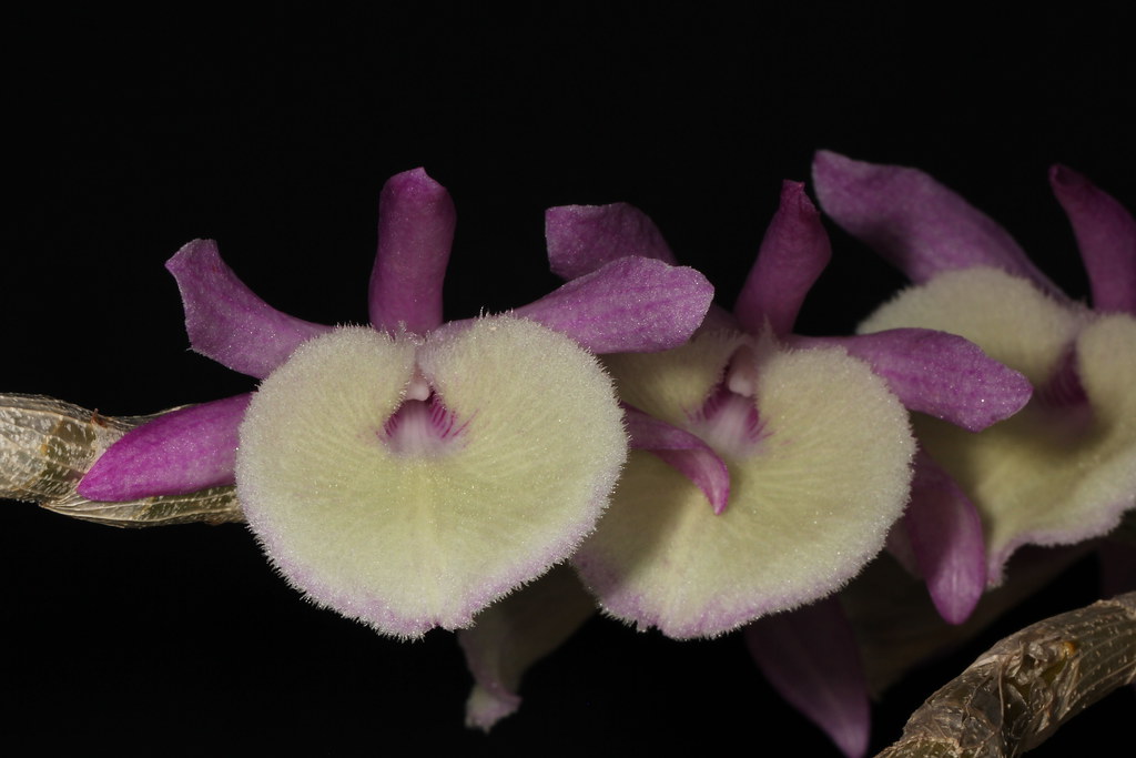 Dendrobium polyanthum, Den.cretaceum hay Den.primulinum?