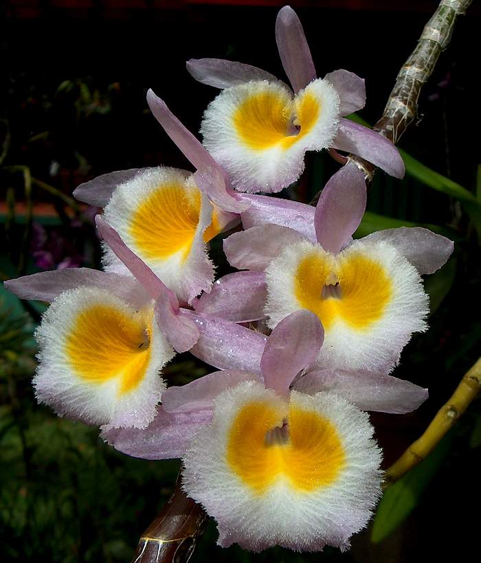 Dendrobium polyanthum, Den.cretaceum hay Den.primulinum?