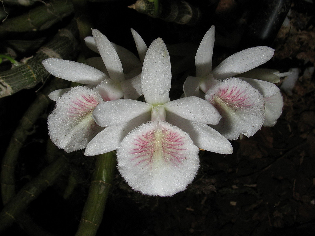 Dendrobium polyanthum, Den.cretaceum hay Den.primulinum?