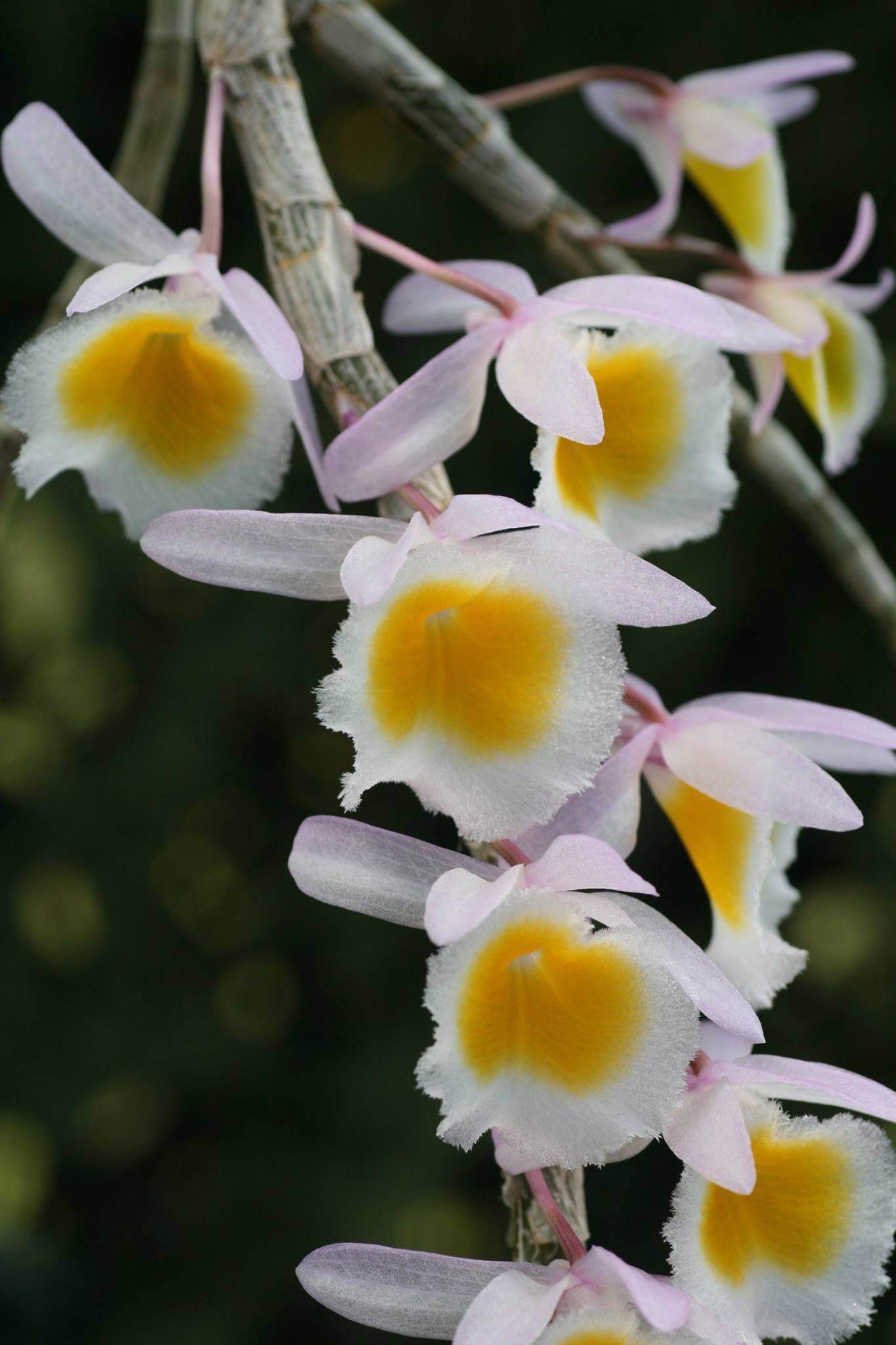 Dendrobium polyanthum, Den.cretaceum hay Den.primulinum?