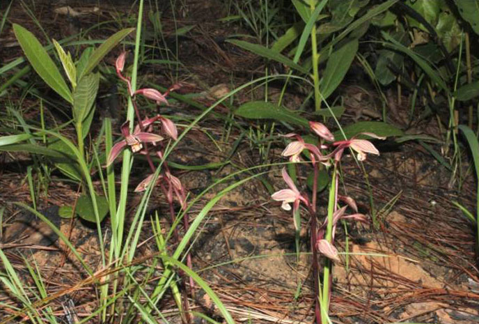 Cymbidium tamphianum - Lan kiếm phi Tâm