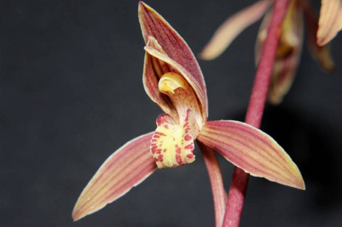 Cymbidium tamphianum - Lan kiếm phi Tâm