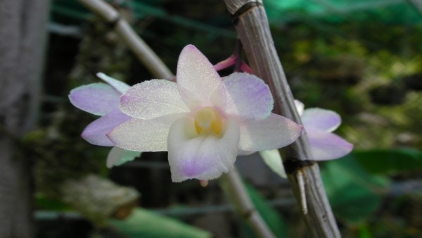 Hoàng thảo tích tụ - dendrobium cumulatum