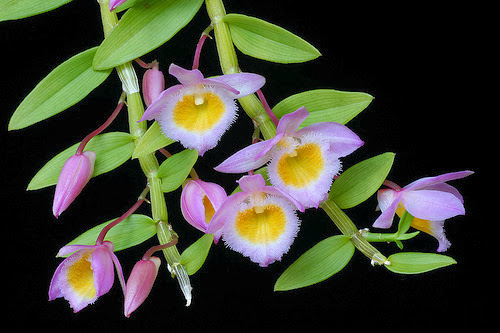 Nghệ Tâm - Dendrobium loddigesii Trồng và chăm sóc