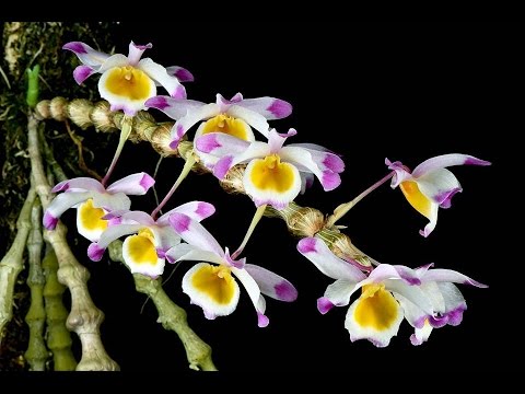 Chăm sóc lan Trúc phật bà - dendrobium pendulum