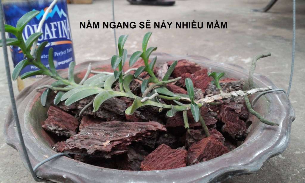 Cách làm lan đơn thân đẻ nhiều con