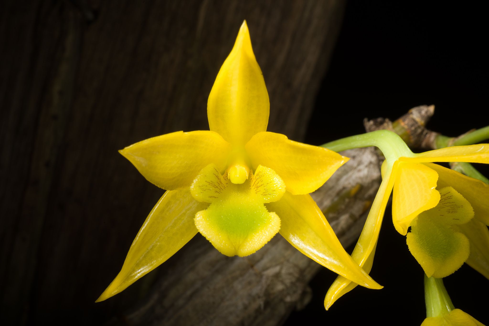 Cách trồng lan kim điệp nhựa - Dendrobium Trigonopus