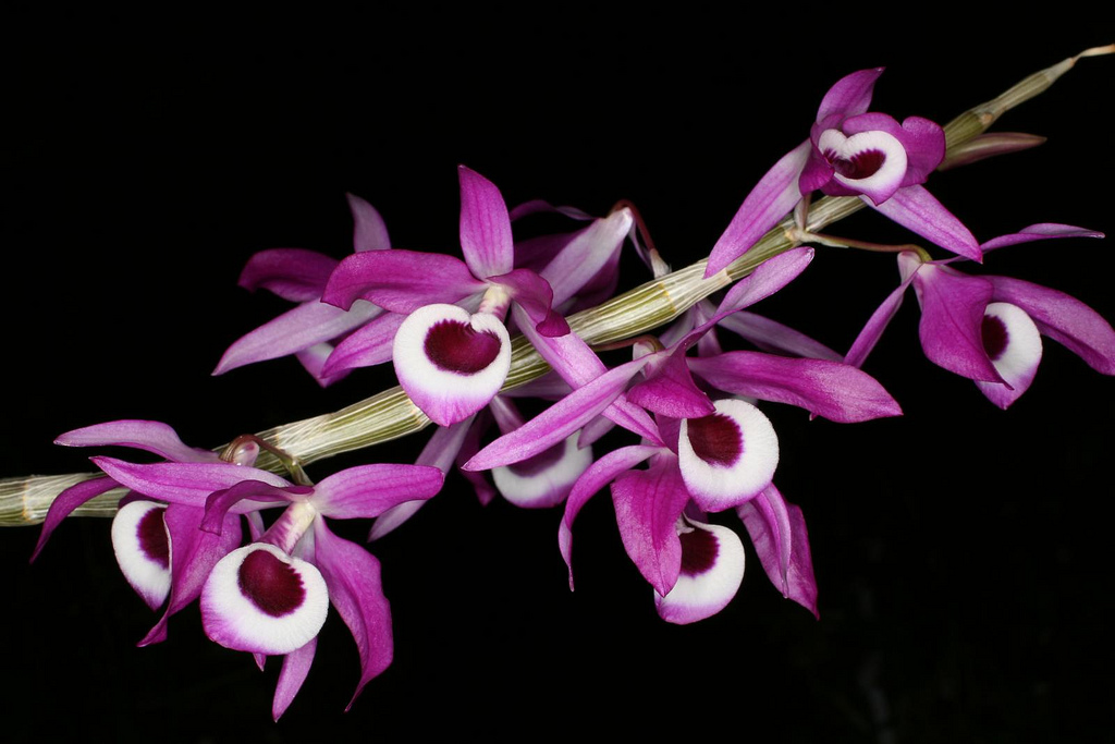 Cách trồng và chăm sóc Hoàng thảo Kèn - Dendrobium Lituiflorum