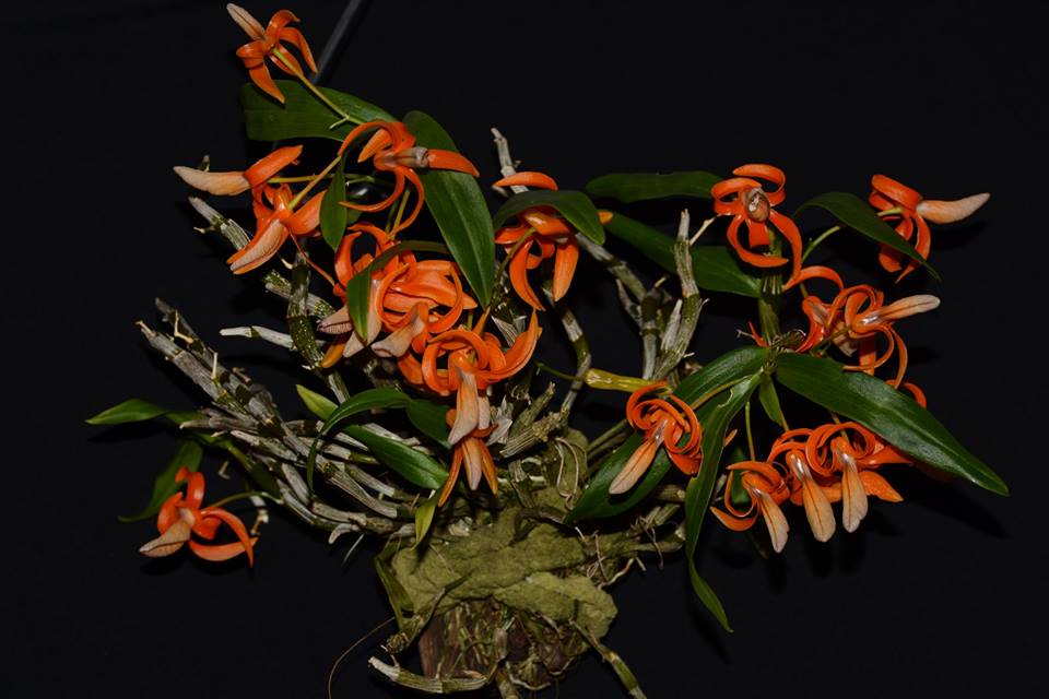 Dendrobium dickasonii