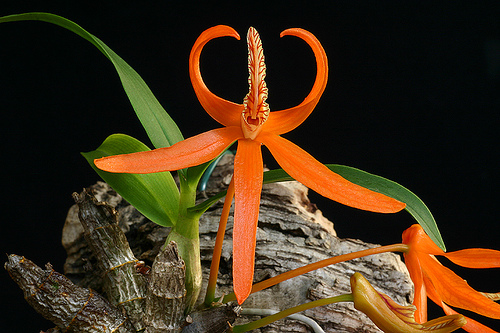  Dendrobium lamyaiae