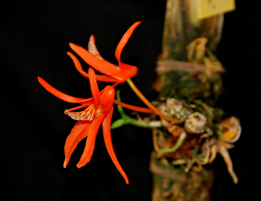 Dendrobium lamyaiae