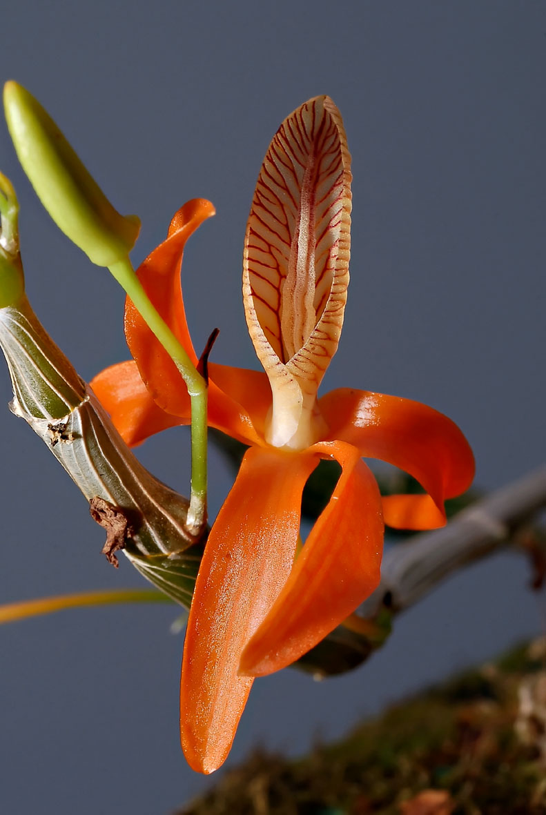 Dendrobium unicum (Hoàng thảo đơn cam