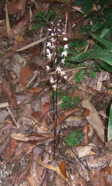 Aphyllorchis pallida