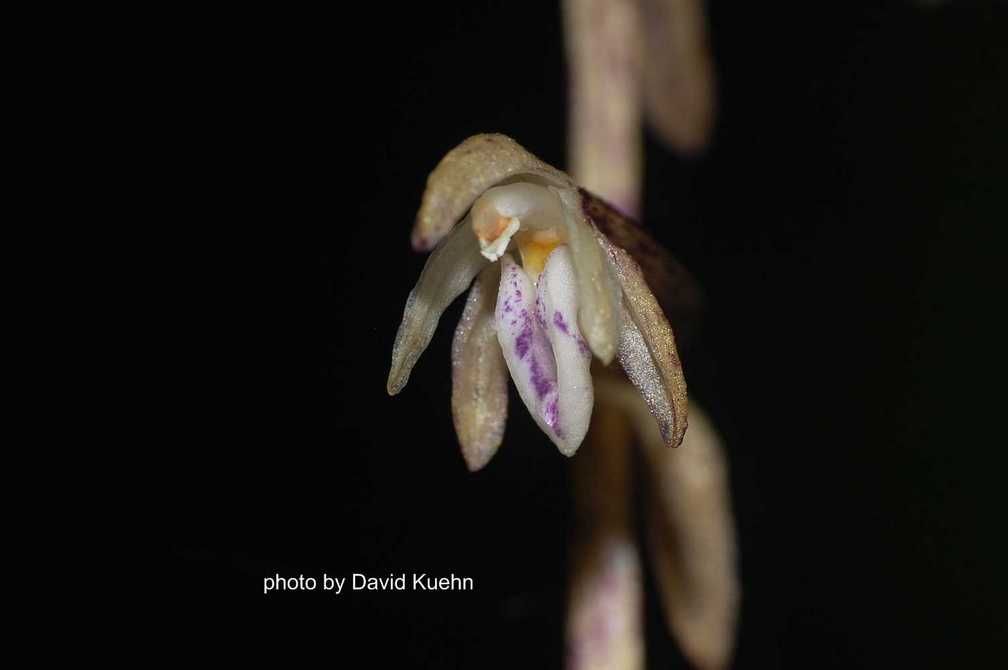 Aphyllorchis pallida