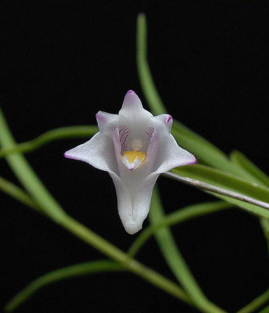 Dendrobium clavator