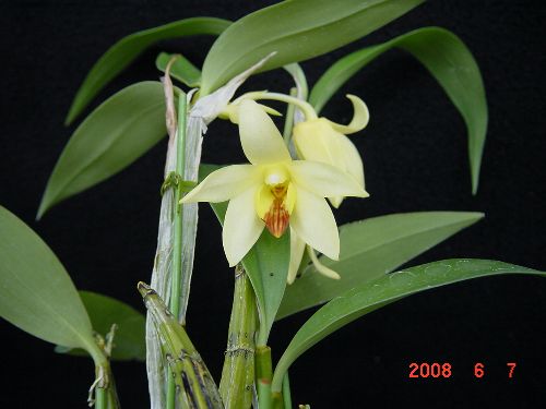 Dendrobium coeloglossum