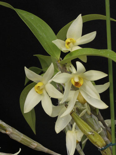 Dendrobium coeloglossum