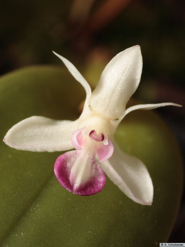 Dendrobium collinum