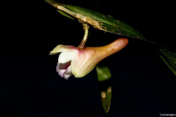 Dendrobium compressicaule