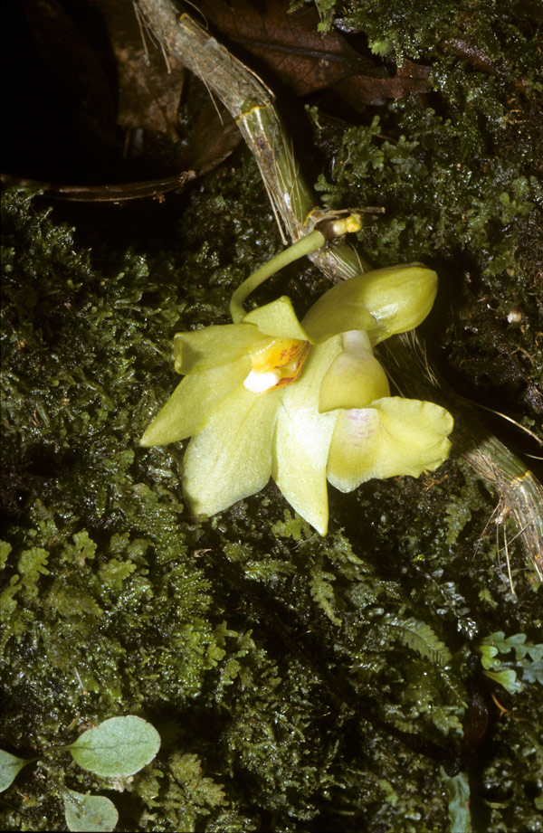 Dendrobium compressimentum