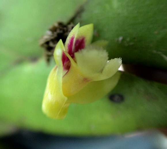 Dendrobium compressistylum